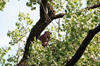 BABY EAGLE